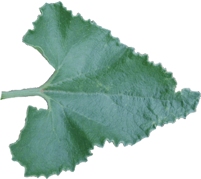 Le Concombre d'âne