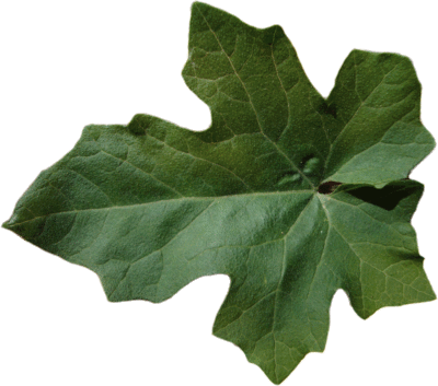 Le Concombre d'âne