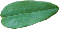 Le Millepertuis androsème