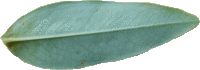 Le Millepertuis androsème