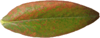 Le Millepertuis androsème