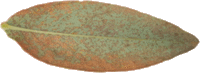 Le Millepertuis androsème