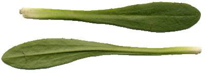 La Pâquerette des bois