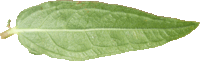 La Salicaire officinale