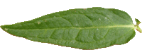 La Salicaire officinale