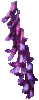 Vesce à épis