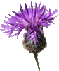 Centaurée scabieuse