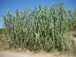 Canne de Provence