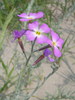 Giroflée des dunes