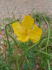 Glaucière jaune