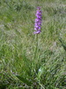 Orchis moucheron