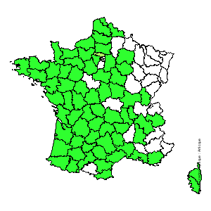 Chorologique de la flore de France Chorologique de la flore de France