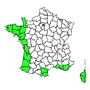 Chorologique de la flore de France Chorologique de la flore de France