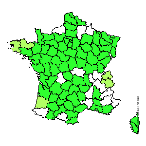 Chorologique de la flore de France Chorologique de la flore de France