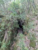 Grotte de Roubiac