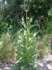 La Cardère sylvestre (Dipsacus sylvestris)