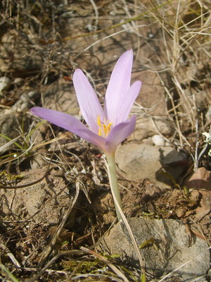 Le Colchique d'automne (Colchicum autumnale)