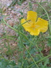 La Glaucière jaune