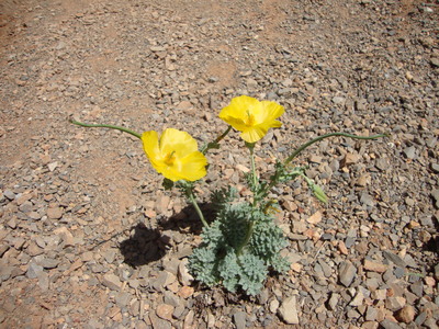 La Glaucière jaune