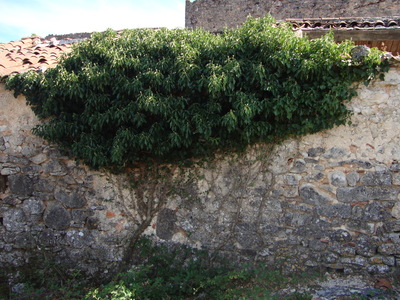 Le Lierre commun (Hedera helix)