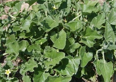 Le Concombre d'âne (Ecballium elaterium)