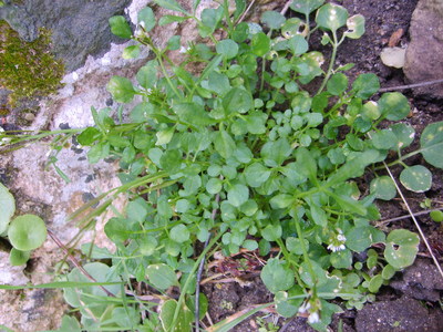 La Cressonnette (Cardamine hirsuta)