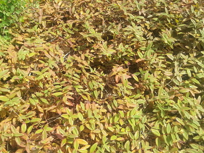 Le Millepertuis androsème (Hypericum androsaemum)
