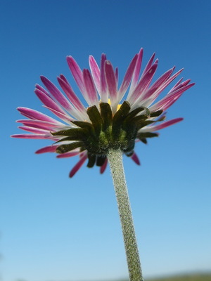 La Pâquerette des bois (Bellis sylvestris)