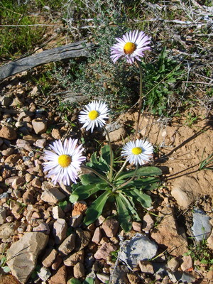 La Pâquerette des bois