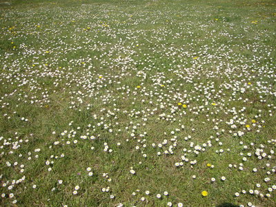 La Pâquerette des bois