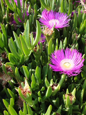 La Figue des Hottentots