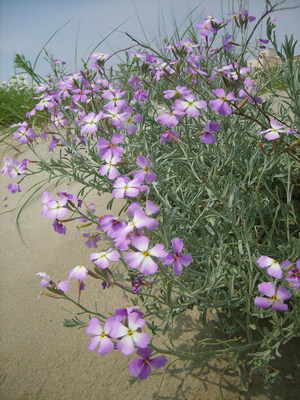 La Giroflée des dunes (Matthiola sinuata)