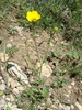 La Renoncule âcre (Ranunculus acris)