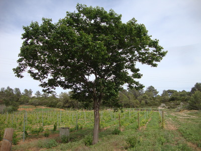 Le Plaqueminier (Diospyros kaki)