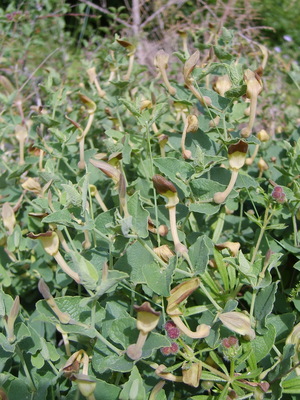 L'Aristoloche pistoloche (Aristolochia pistolochia)