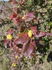 Mahonia faux houx