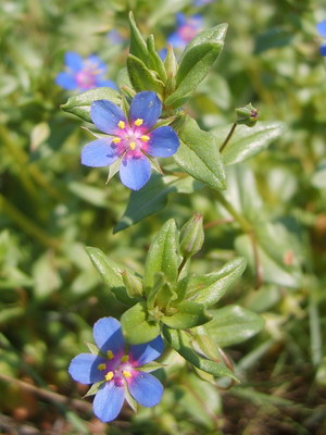 Le Mouron femelle (Anagallis foemina)