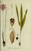 Le Colchique d'automne, Colchicum autumnale