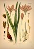 Le Colchique d'automne, Colchicum autumnale