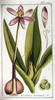 Le Colchique d'automne, Colchicum autumnale