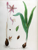 Le Colchique d'automne, Colchicum autumnale
