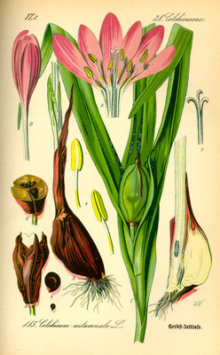 Le Colchique d'automne, Colchicum autumnale