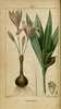 Le Colchique d'automne, Colchicum autumnale