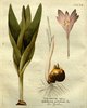Le Colchique d'automne, Colchicum autumnale