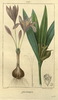 Le Colchique d'automne, Colchicum autumnale