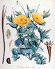 La Glaucière jaune, Glaucium flavum