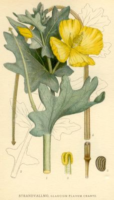 La Glaucière jaune, Glaucium flavum