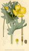 La Glaucière jaune, Glaucium flavum
