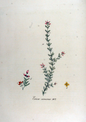 La Bruyère cendrée (Erica cinerea)
