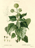 Le Lierre commun, Hedera helix